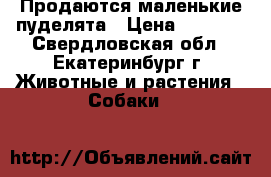 Продаются маленькие пуделята › Цена ­ 5 000 - Свердловская обл., Екатеринбург г. Животные и растения » Собаки   